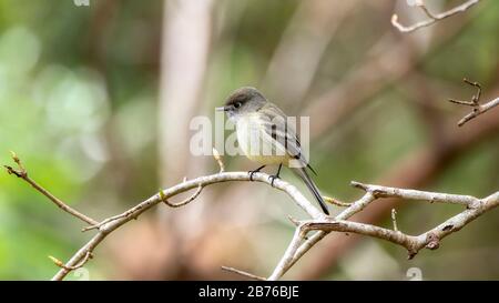 Flycatcher mit Pazifikneigung (Empidonax difficilis) auf einer Zweigstelle in Jalisco, Mexiko Stockfoto