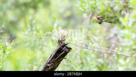 Pacific-Slope Flycatcher (Empidonax difficilis) auf einer Post in Jalisco, Mexiko Stockfoto