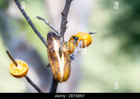 Streak-backed Oriole (Icterus pustulatus) an einer Futterstation in Jalisco, Mexiko Stockfoto