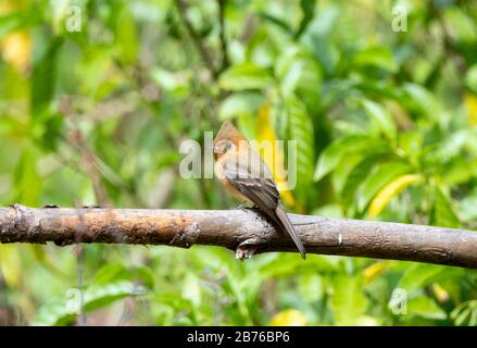 Wunderschöner, orange gefärbter, getufter Flycatcher (Mitrephanes phaeocercus), der auf einem dicken Zweig in Jalisco Mexiko thront Stockfoto