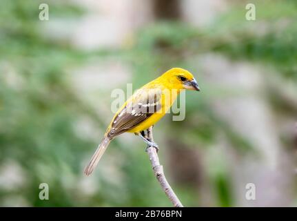 Gelber Großschnabel (Pheucticus chrysopeplus) thront auf einem Zweig in Jalisco, Mexiko Stockfoto