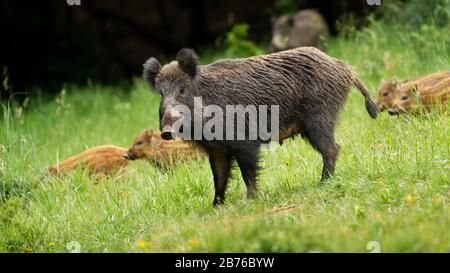 Gefährliches Wildschwein der Frauen, das im Frühling ihre kleinen jungen Ferkel schützt. Stockfoto