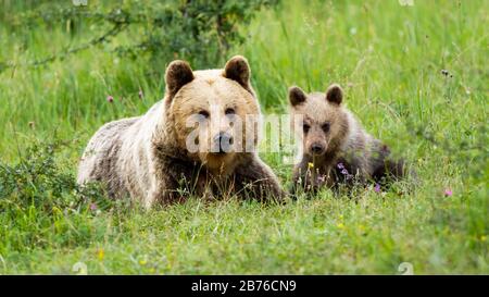 Weiblicher Braunbär liegt mit ihrem kleinen Quader im Frühjahr auf dem Boden Stockfoto