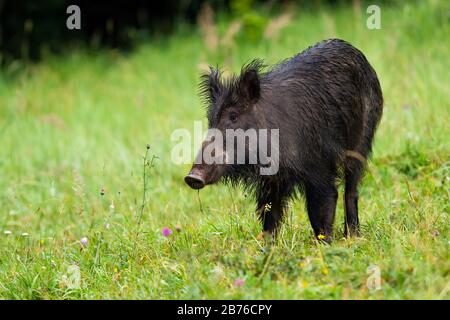 Unwissende Wildschweine auf Heufeld in der Wildnis, die mit grünem Hintergrund beiseite blickt Stockfoto