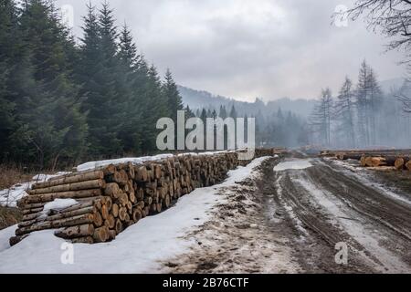 Waldstraße und Holzzusammensetzung im Bieszczady-Gebirge. Polen, Europa. Stockfoto