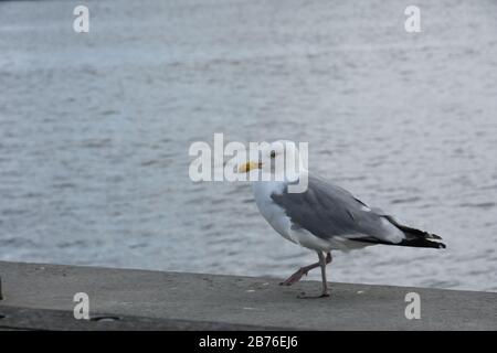 Nahaufnahme der Möwe, die am Ufer läuft.Kopenhagen Stockfoto