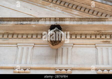 Wabennest hängt an einer antiken Gebäudefassade Stockfoto