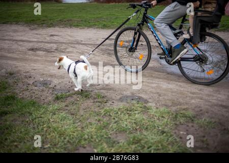 Posen, Großpolen, Polen. März 2020. Aufsatz über den Alltag in Posen (Polen) heute. Im Bild: Radeln mit Hund. Kredit: Dawid Tatarkiewicz/ZUMA Wire/Alamy Live News Stockfoto