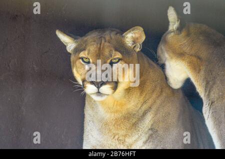 Portrait von auch ein Captive Cougar, Puma bekannt oder Panther in einem Zoo in Südafrika Stockfoto
