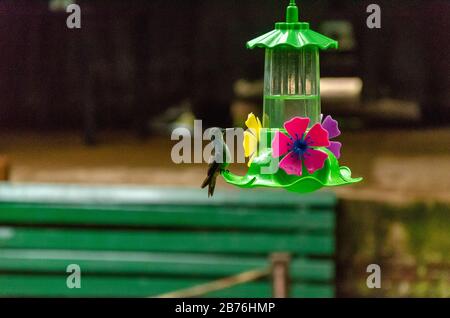 hummingbird, der aus einem Trinkbrunnen mit Kräuterhintergrund isst Stockfoto