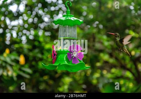 hummingbird, der aus einem Trinkbrunnen mit Kräuterhintergrund isst Stockfoto