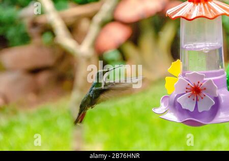 hummingbird, der aus einem Trinkbrunnen mit Kräuterhintergrund isst Stockfoto