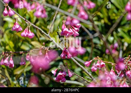 Warbiger Weißauge Zosterops japonikus auf einem Baum im Berg Kagami in Karatsu, Japan Stockfoto