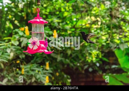 hummingbird, der aus einem Trinkbrunnen mit Kräuterhintergrund isst Stockfoto
