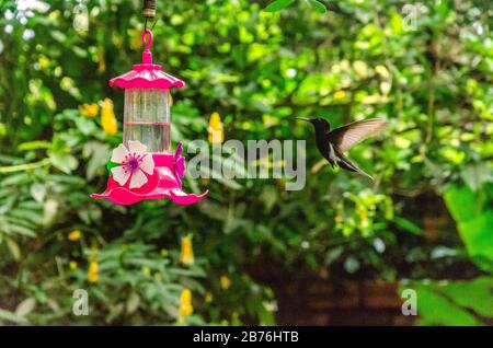 hummingbird, der aus einem Trinkbrunnen mit Kräuterhintergrund isst Stockfoto