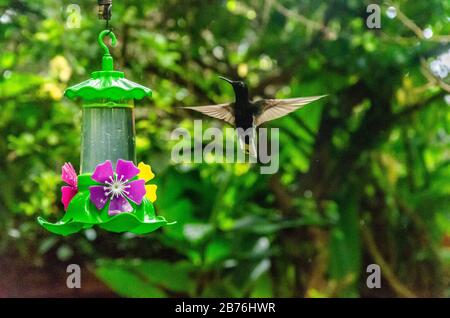 hummingbird, der aus einem Trinkbrunnen mit Kräuterhintergrund isst Stockfoto