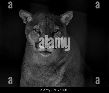 Portrait von auch ein Captive Cougar, Puma bekannt oder Panther in einem Zoo in Südafrika Stockfoto