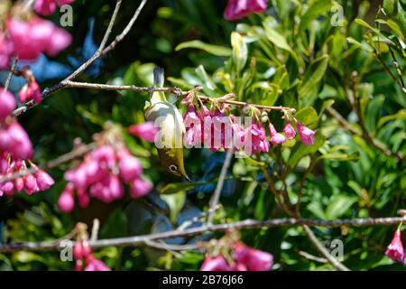 Warbiger Weißauge Zosterops japonikus auf einem Baum im Berg Kagami in Karatsu, Japan Stockfoto