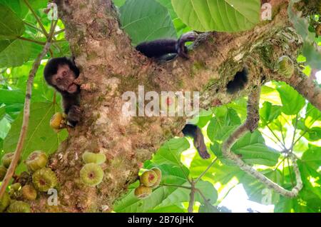 Kapuzineraffen. Oben auf einer Feige, die nach unten blickt. Auf einem Dschungelpfad im Iguazu-Nationalpark Stockfoto