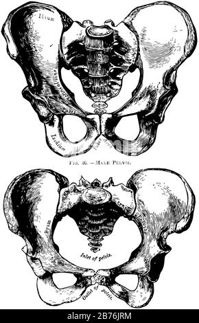 Diese Abbildung zeigt die Darstellung von menschlichem Becken, männlich und weiblich, Vintage-Linien-Zeichnung oder Gravur. Stock Vektor