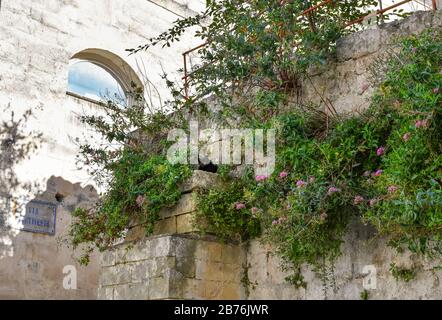 Ein kleines schwarzes Kätzchen versteckt sich in den Büschen auf einer Steinmauer in der antiken Stadt Matera, Italien. Stockfoto