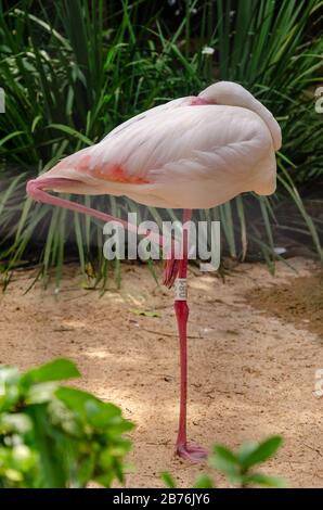 Einzelner Flamingo, der auf einem Fuß auf Sand steht und schläft, umgeben von grünem Laub Stockfoto