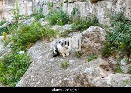 Eine sehr niedliche schwarz-weiße Katze sitzt unter den alten Ruinen und jagt Insekten in Matera, Italien. Stockfoto