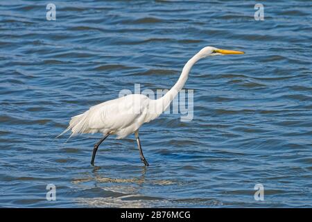 östlicher großer Egret Ardea alba bescheiden sich in Fukuoka, Japan von Schlamm ernähren Stockfoto