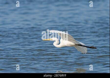 der östliche große Egret Ardea alba flieht über dem Schlamm in Fukuoka, Japan Stockfoto