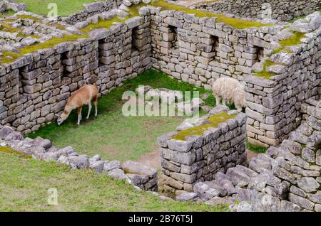 Zwei Lamas essen in einem Haus auf Machu Picchu, Peru Stockfoto