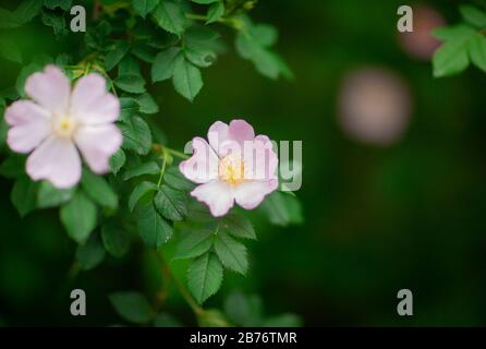 Sumpf Rose, Rosa palustris. Sumpf Rose, Rosa Palustris. Nahaufnahme von zwei rosafarbenen Blumen mit gelbem Einlauf im Sommer draußen, grüne Blätter Natur Stockfoto