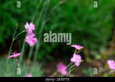 Dianthus chinensis Blumenhintergründe blühen im Frühjahr im Garten. Rosa lila Nelkenblumen im Garten. Cheddar Pink Plants, Dianthus Gratia Stockfoto