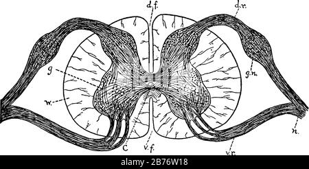 Diagramm eines Querschnitts des Rückenmarks durch die Wurzeln der Spinalnerven. C, Zentralkanal; d.f., Dorsalfissure; und andere mit VI bezeichnete Teile Stock Vektor