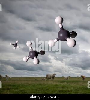Molekulare Modelle von Methangas vor dem Hintergrund von Rindern und Schafen. Die Wiederkäuerung von Nutztieren ist eine wichtige Quelle für Methanemissionen. Obwohl weltweit viel weniger Methan ausgestoßen wird als Kohlendioxid, hat es ein globales Erwärmungspotential um das 25-fache von C2O und ist somit ein sehr bedeutsames Treibhausgas. Stockfoto
