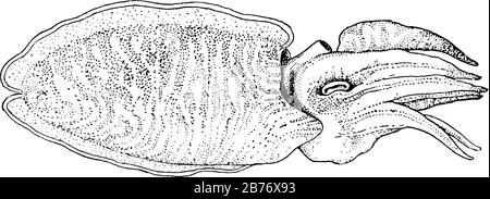 Die Seitenansicht von Sepia officinalis oder der gemeinen Tintenfische. Sie sind Meeresmollusken der Ordnung Sepiida und ernähren sich von Krebsen, Garnelen, Fischen usw., vin Stock Vektor