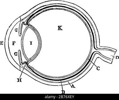 Der Plan des Auges, der im Abschnitt mit dem Sklerotischen Mantel, Dem Choroidmantel, Der Retina, Dem Optiknerv, Dem Vitrösen Humor zu sehen ist. Drei verschiedene zeigen Stock Vektor