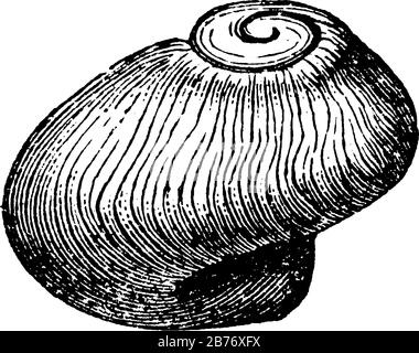 Zeigt das Bild von platyceras mollusk, es ist ähnlich wie normale Schneckenschalen, es ist wenig rund von ihm, Vintage-Linie-Zeichnung oder Gravur Stock Vektor