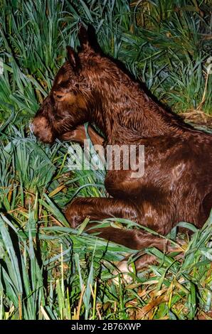 Ein gerade geborener brauner Fohlen wird mitten in der Nacht auf dem Gras angelogen Stockfoto