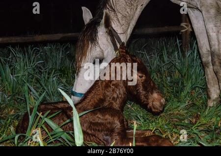 Ein gerade geborener brauner Fohlen wird auf das Gras gelogen, während seine Mutter es mitten in der Nacht riecht Stockfoto