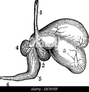 Die Wiederkäuer, die Schafe, haben einen Magen mit vier Hohlräumen. Etiketten: 1, Speiseröhre; 2, Rumen; 3, Retikulum; 4, Omasum; 5, Abomasum oder Rennet; 6, Darm, Stock Vektor