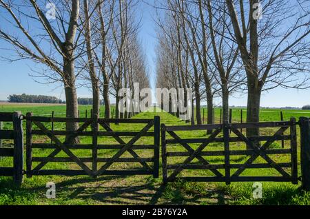 Holztor mit Grasstraße inmitten eines Hains ohne Laub mit Holztor auf der Rückseite Mitte des Herbstes Stockfoto