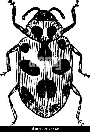 Ein roter oder manchmal gelber Käfer mit schwarzen Flecken, er zeigt drei Bilder von Marienkäber darin, Vintage-Strichzeichnung oder Gravur Stock Vektor