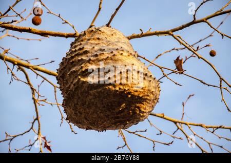 Wabennest hängt im Herbst an einem Zweig eines Baumes Stockfoto