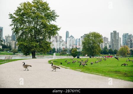 Gänse aus Kanada, die im Concord Community Park in False Creek in Vancouver, British Columbia, vom Gras essen Stockfoto