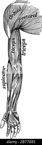 Eine typische Darstellung der Muskeln auf der Vorderseite des Arms, des Supinators, der Bizeps, der Trizeps, des Dehoids und des Brustbeins, der Vintage-Linie oder der Gravur des il Stock Vektor