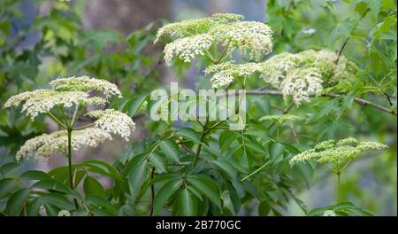 Schöne weiße Blumen blühen im Sommer auf einem amerikanischen schwarzen Elderbeeren (Sambucus canadensis) in Tennessee Stockfoto