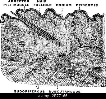 Querschnitt der menschlichen Haut, zwei von drei Hauptschichten Dermis und Epidermis sind abgebildet, Vintage-Linien-Zeichnung oder Gravierzeichnung. Stock Vektor