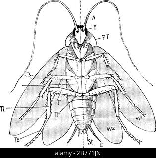 Etiketten: A, Antennen; E, Eye; P.T, Prothorax; W1, erstes Flügelpaar; W2, zweites Flügelpaar; C, Cercus; St, Style; Co, Coxa; Tr, Trochanter; und OT Stock Vektor