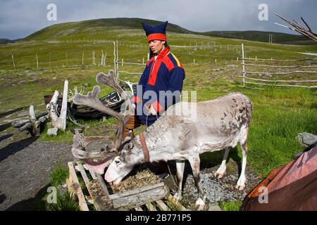 Samische Ureinwohner mit Rentieren, Mageroya Island, Finnmark Region, Arktischem Ozean, Norwegen, Skandinavien Stockfoto