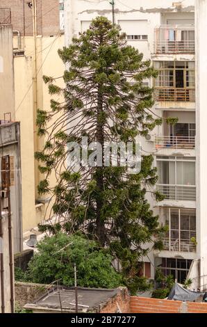 Großer Baum inmitten eines Gebäudes Stockfoto